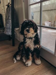 a black and brown dog sitting on the floor next to a window with glass panes