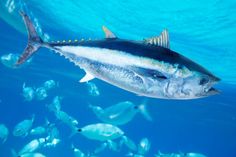 a large group of fish swimming in the ocean