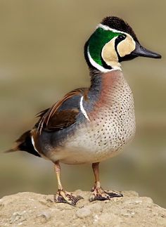 a close up of a bird on a rock near water