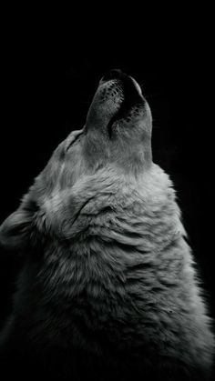 a black and white photo of a wolf's head looking up at the sky