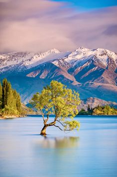 a lone tree sits in the middle of a lake with mountains in the background and snow - capped peaks