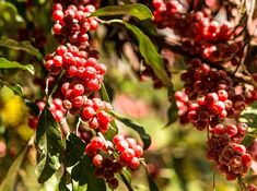 berries are growing on the branches of a tree