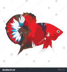 a red fish with white and blue feathers