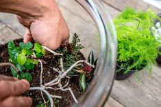 How to Make a Basic Terrarium