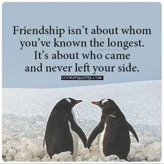 two penguins standing next to each other in the snow with a quote about friends isn't about whom you've known the largest, it's about who came and never left your side