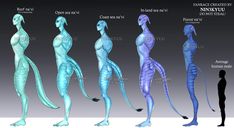 an image of the different types of human body shapes in various poses and sizes, all showing