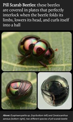 an insect is shown in three different pictures, including the beetle's head and legs