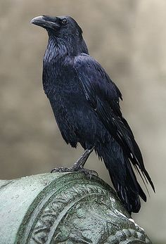 a black bird sitting on top of a metal object