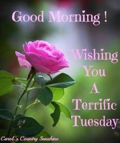 a pink rose with the words good morning wishing you a tetrific tuesday