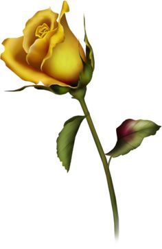 Bud Tattoo, Rose Bud Tattoo, Yellow Tattoo, Yellow Rose Tattoos, Types Of Orchids, Growing Orchids, Types Of Roses, Shrub Roses, Mini Roses