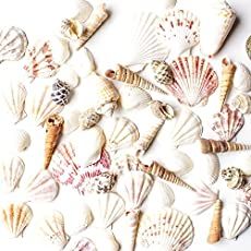 several seashells are arranged on a white surface