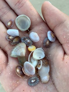 a person's hand holding several seashells in it