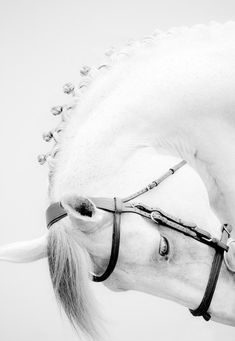 a white horse wearing a bridle on its head and nose with long hair