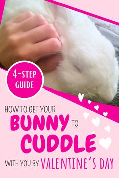 bunny cuddle for valentine's day with the text 4 - step guide how to get your bunny to cuddle with you by valentine's day