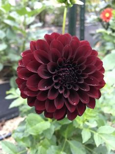 a large red flower with green leaves in the background