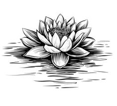 a lotus flower floating on the water with its petals open in black and white ink