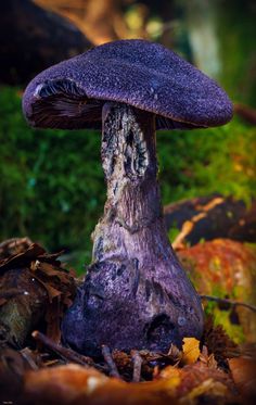 a purple mushroom sitting on top of leaves in the forest