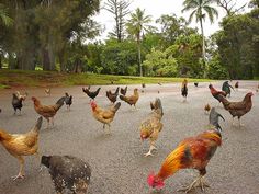 a group of chickens walking across a parking lot next to trees and palm tree's