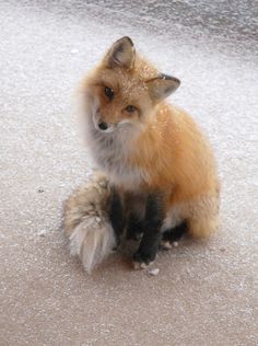 a red fox sitting on top of snow covered ground