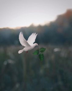 a white bird flying over a green leaf