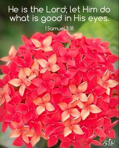 a red flower with the words he is the lord let him do what is good in his eyes