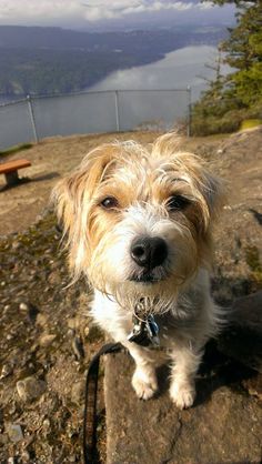 a small dog sitting on top of a rock near a lake and mountains in the background