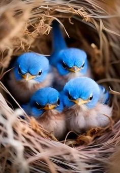 three little blue birds are sitting in the nest