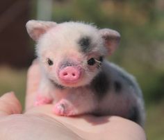 a small pig is being held in someone's hand with the caption, what a cute little baby bacon