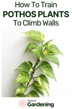 a green plant with the title how to train pothoss plants to climb walls