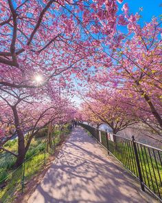 the walkway is lined with pink flowers and trees in full bloom on a sunny day