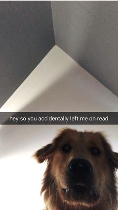 a dog is looking up at the camera with a caption above it that reads, hey so you accidentally left me on read