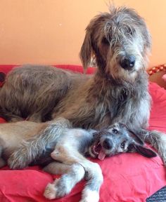 two dogs laying on top of a bed next to each other