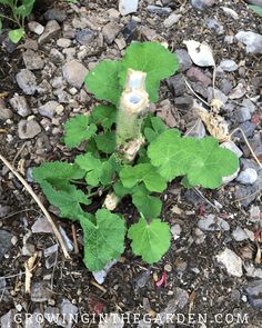 a plant growing out of the ground with rocks and gravel around it, surrounded by leaves