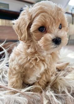 a small brown dog sitting on top of a pile of fur