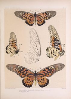 three butterflies with different colors and patterns on their wings, one is orange and the other is black