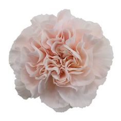 a large pink flower on a white background