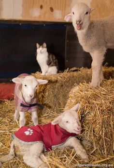 two baby lambs are sitting on hay with their mother in the barn behind them