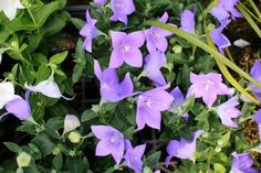 purple and white flowers blooming in a garden