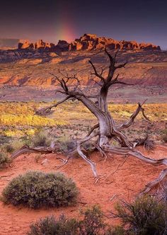 a dead tree in the desert with a rainbow in the background