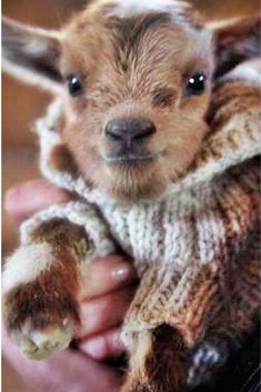 a small baby goat in a sweater being held by someone