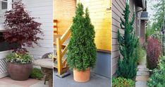 three different types of plants in front of a house and on the side of a building