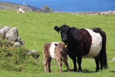 a mother cow and her calf standing in a grassy field with the ocean in the background