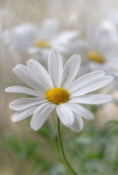 a close up of a white flower on a cell phone with an email message above it