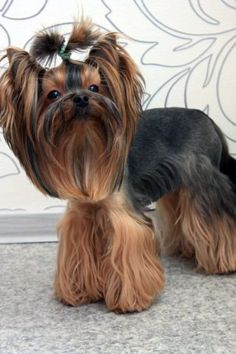 a small brown and black dog standing next to a wall