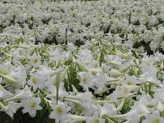 many white flowers are growing in the field