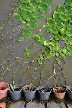 several potted plants are lined up against a wall with vines growing out of them