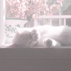 a white cat laying on top of a window sill