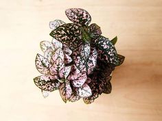 a close up of a plant on a wooden surface with pink and green leaves in the center