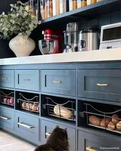 a cat sitting on the floor in front of a kitchen cabinet with shelves and drawers