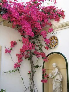 pink flowers growing on the side of a white building with a statue in front of it